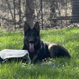 Akira - Black and red female German Shepherd puppy in Worthington, Indiana from Aus Gerstbrei German Shepherds