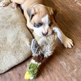 Thalia - Fawn female Boxer puppy in Selmer, Mississippi from Sisco Boxers Tennessee