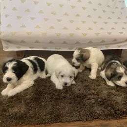 Miniature Schnauzer Puppies from DBee's Darlings