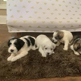Miniature Schnauzer Puppies from DBee's Darlings