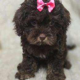 Truffle - Chocolate female Cavapoo puppy in Decatur, Illinois from Petite Pups