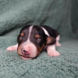 Princess Fiona - Piebald female Dachshund puppy in Kilgore, Texas from The Barefield Doxies