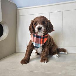 Basil- orange - Red  male Goldendoodle puppy in South Jordan, Utah from Lucky Doodle Pups