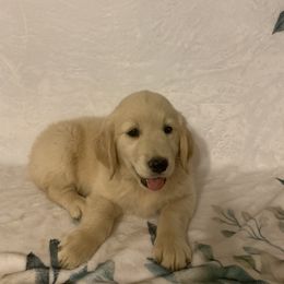 Golden Retriever Puppies from 3 Gun Retrievers