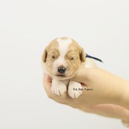 Albert (Navy Collar Boy) - Blenheim male Cavapoo puppy in Republic, Missouri from Red Skye Puppies