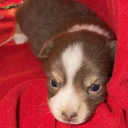 Red and white tri male - Red tri male Toy Australian Shepherd puppy in Springfield, Missouri from Donnie's Miniature & Toy Australian Shepherds