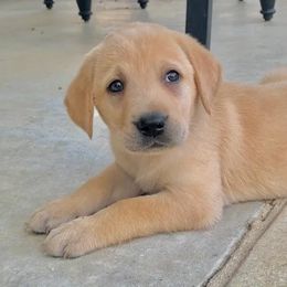 Labradoodle, Labrador Retriever, and Poodle Puppies from Laird Farms
