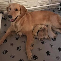 Golden Retriever Puppies from Sipek’s Golden Retrievers of the Springs