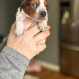 Dachshund Puppies from Rea's Puppies