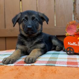 Natasha (Grey Collar) - Black and tan female German Shepherd puppy in Middlesex, North Carolina from Ace of Hearts K9’s