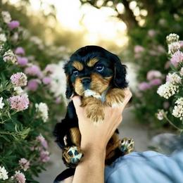 Cavalier King Charles Spaniel Puppies from Sunnyside Cavaliers & Farm