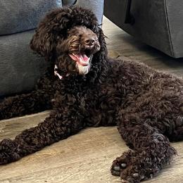 Coco - Poodle