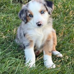 Cash - Blue merle male Miniature Australian Shepherd puppy in Marion, Michigan from Highland Hills Mini Aussies