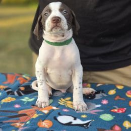 Green collar male - Liver and white male Pointer puppy in New York from Bishop Kennels