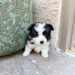 Pancake (fluffy) - Brindle and white female American Corgi puppy in Pahrump, Nevada from Desert Sunset Corgis