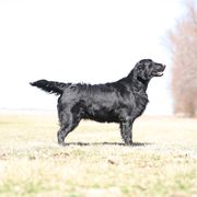 Susie - Flat-Coated Retriever