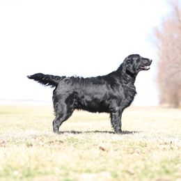 Susie - Flat-Coated Retriever