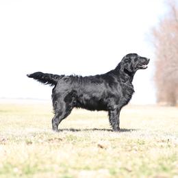 Susie - Flat-Coated Retriever