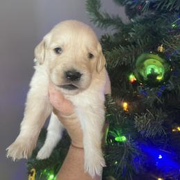 Orange male - Golden male Golden Retriever puppy in Jesup, Georgia from Painted Platinum Retrievers (Painted Platinum Kennel) PPK