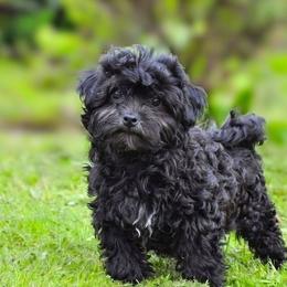 Biscotti - Black male Russian Tsvetnaya Bolonka puppy in Philmont, New York from BlackberryBRT