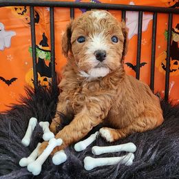 Blaze - Red  male Poodle puppy in Orlando, Florida, Florida from Denise’s Puppies