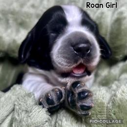 Number 3 - Black and white female English Springer Spaniel puppy in Natural Bridge, Virginia from Sara's English Springer Spaniels