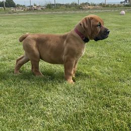 Girl 2 - Boerboel puppy in Blackfoot, Idaho from Rocky Mountain Boerboels