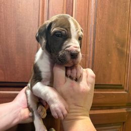 Dancer - Harlequin male Great Dane puppy in Ider, Alabama from Sand Mountain Danes LLC