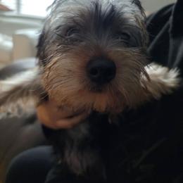 Boy 4 - Black and tan male Yorkshire Terrier puppy in Virginia Beach, Virginia from Andre's Yorkshire Terriers