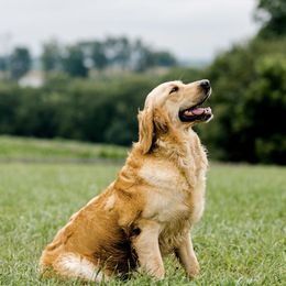 Sylphina - Golden Retriever