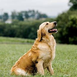Sylphina - Golden Retriever