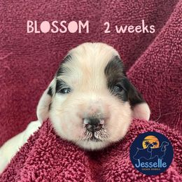 Cocker Spaniel and English Cocker Spaniel Puppies from Jesselle Cocker Spaniels