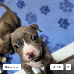 American Bully Puppies from Superstes Guard