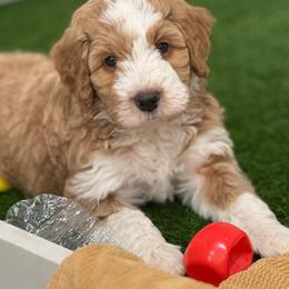 Cosmo - Red male Bernedoodle puppy in Salem, Utah from Doodle Doodle Dogs