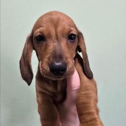 Chapel - Red female Dachshund puppy in Windom, Minnesota from Wyrmhund Dachshunds