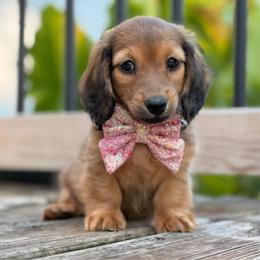 Goldie - Red female Dachshund puppy in Duncanville, Alabama from Bear Creek