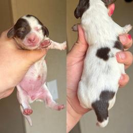 Jessie - Piebald female Dachshund puppy in Hornbeck, Louisiana from A&Z Mini Dachshunds