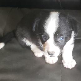 Cam-o - Black and white male Cardigan Welsh Corgi puppy in Myton, Utah from Cardigan Corgi Cuties 💓