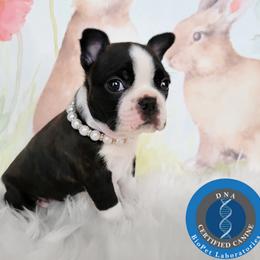 Boston Terrier Puppies from Our Gang Bostons