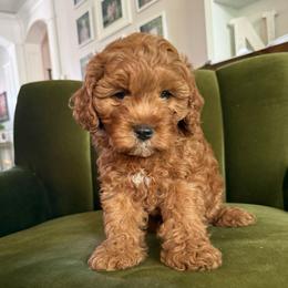 Cedar - Red male Cavapoo puppy in Spanish Fork, Utah from Poseydoodle