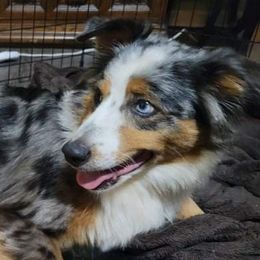 Clara - Miniature Australian Shepherd