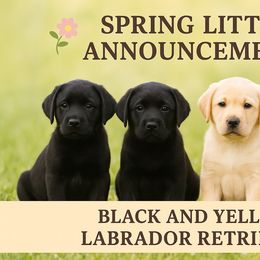 Labrador Retriever puppies from Wicked Flyer Retrievers
