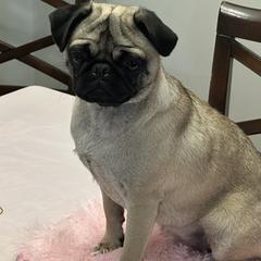Pugs from Chantilly Lace Pugs