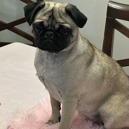 Pugs from Chantilly Lace Pugs