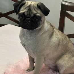 Pugs from Chantilly Lace Pugs