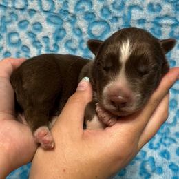 AKC Phoenix - Red and white male Siberian Husky puppy in Centreville, Maryland from Huskies By the Bay