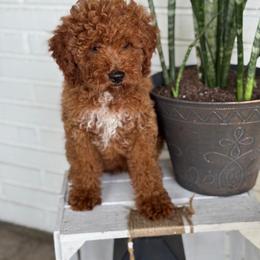 Goldendoodle and Poodle Puppies from Honey Blossom Doodles