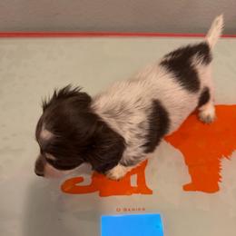 Stuffy - Piebald male Dachshund puppy in Irving, Texas from DFW Dachshunds by G & S