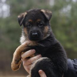 Rainbow Girl - Black and red female German Shepherd puppy in Apex, North Carolina from Milestone GSDs