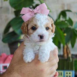 Sun-kissed - Blenheim female Cavapoo puppy in Salado, Texas from Red Ranch Dogs